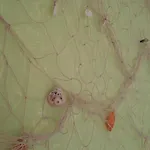 A Casa Dos Avos 나자레